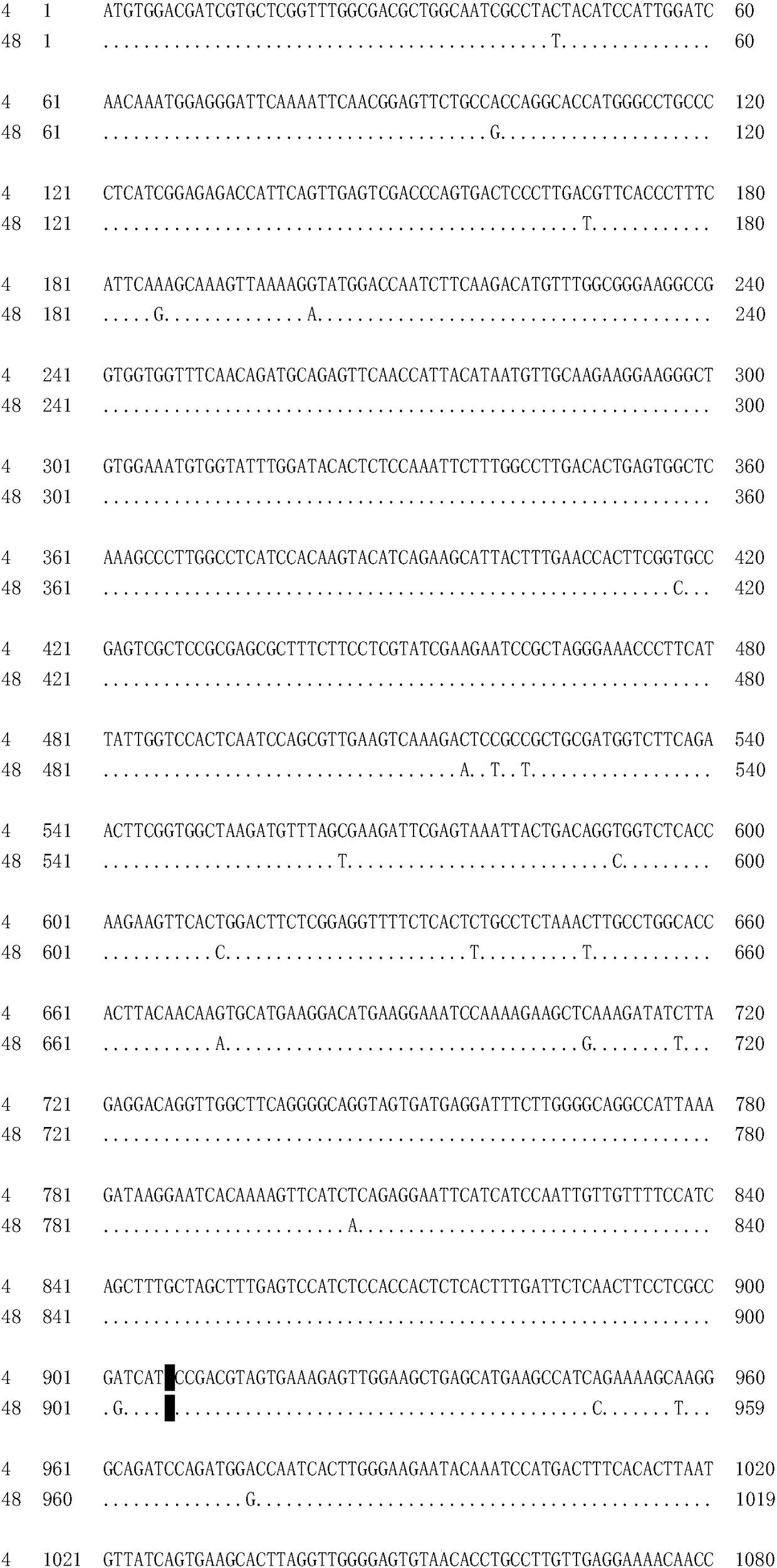 Towel gourd fruit bitter taste gene LaBt and molecular marker used for auxiliary selection for bitter taste property of fruit