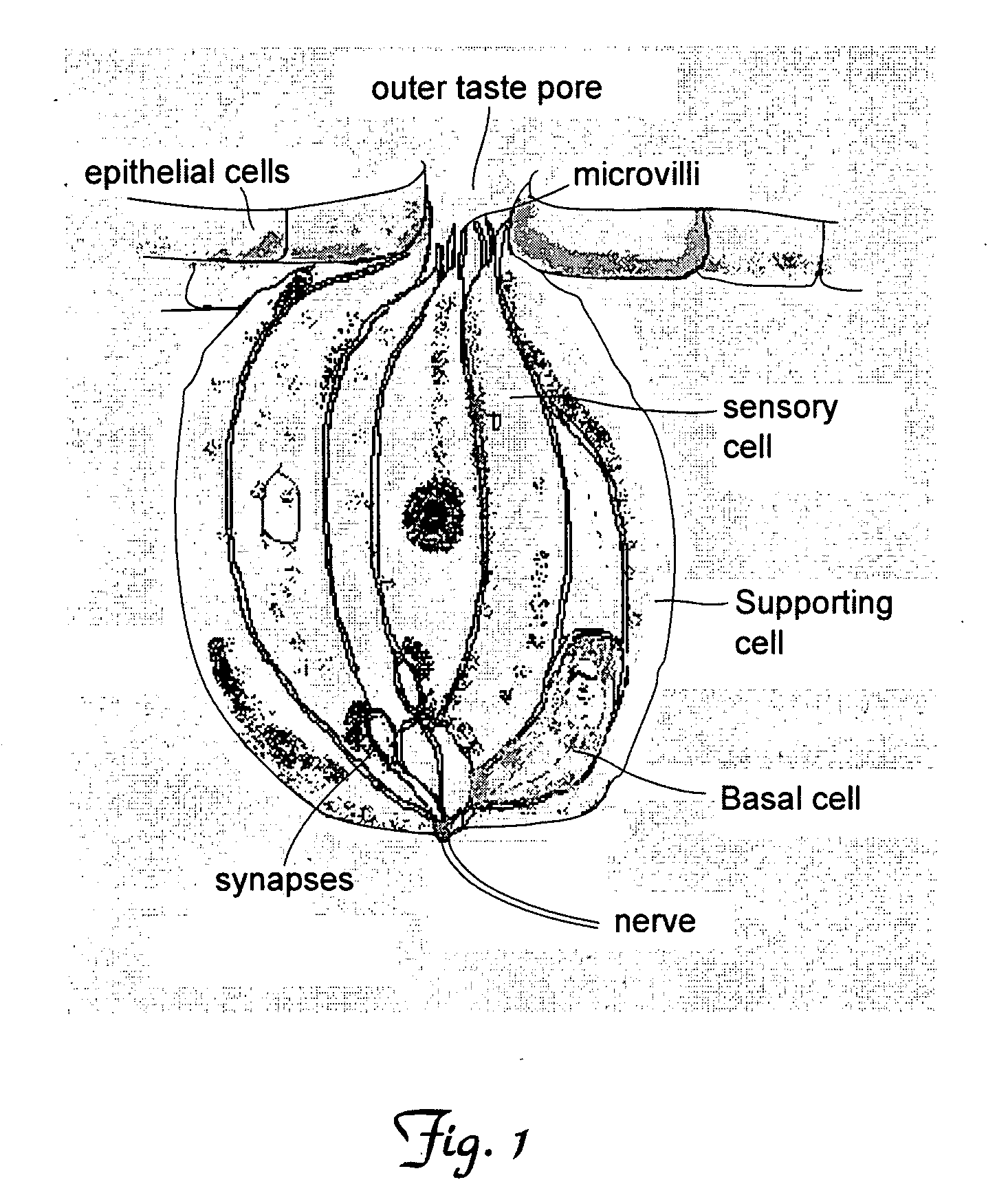 Methods for determining cellular response to stimuli