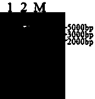 Duck Tembusu virus detection kit