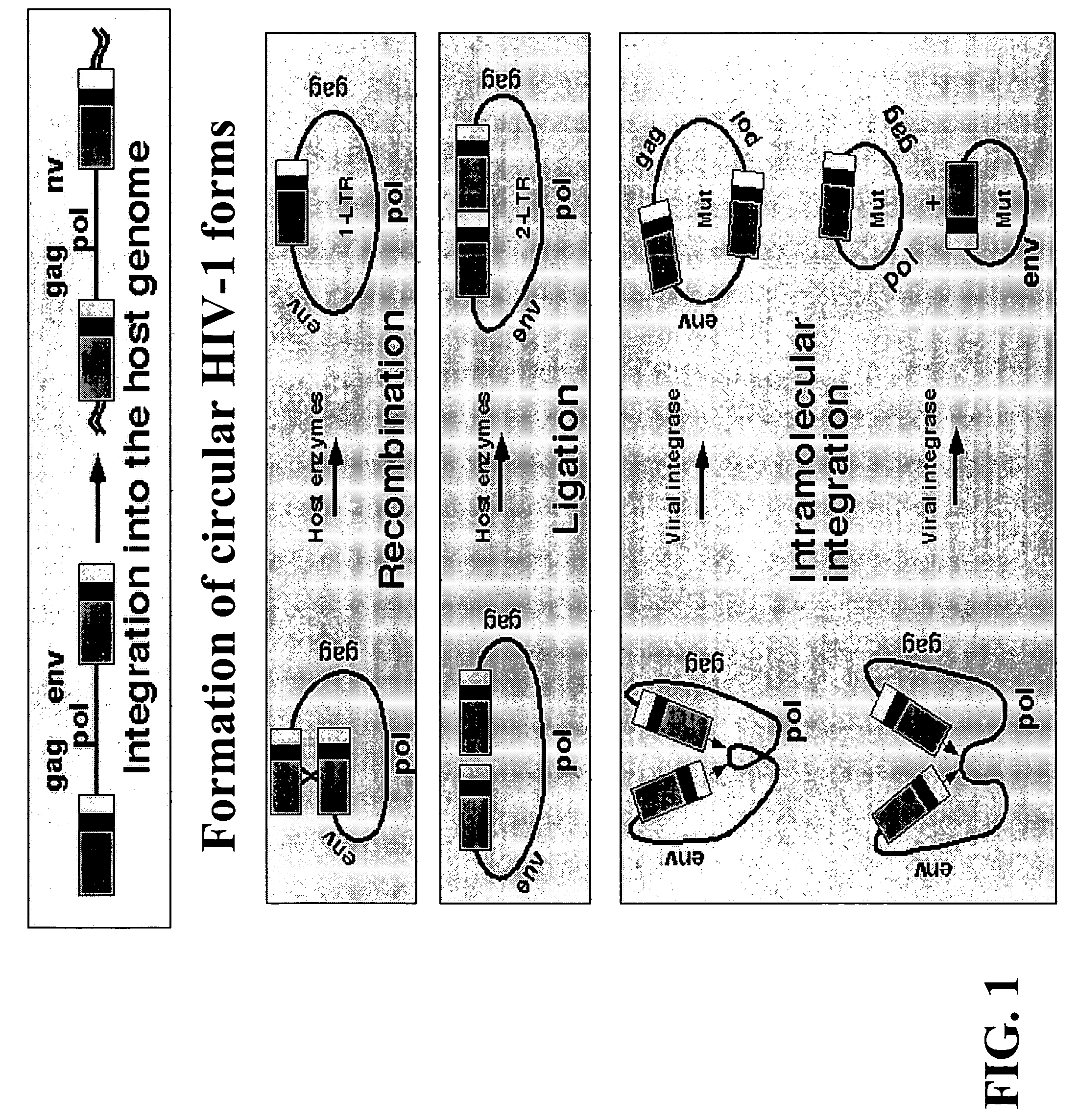 Single LTR lentivirus vector