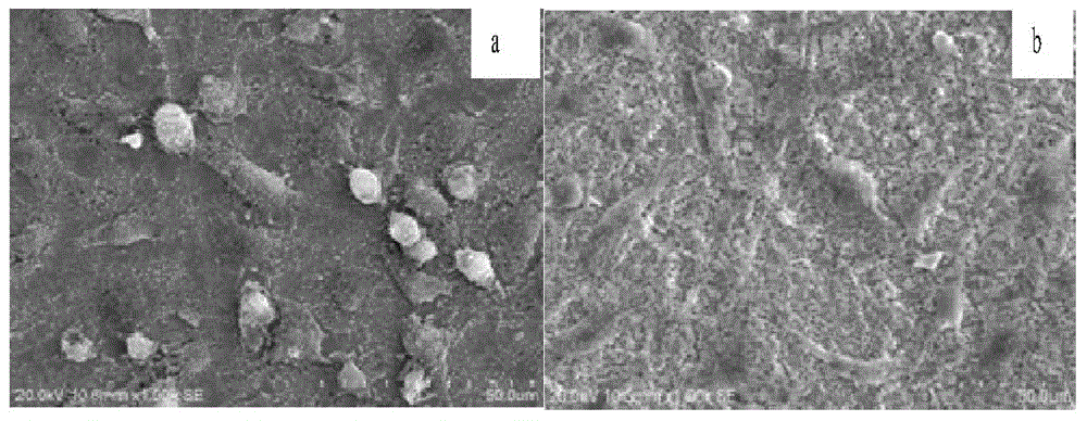 Tantalum-copper coating for bone implantation and preparation method of tantalum-copper coating