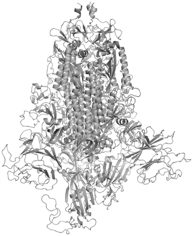 Novel coronavirus specific antigen peptide and application thereof