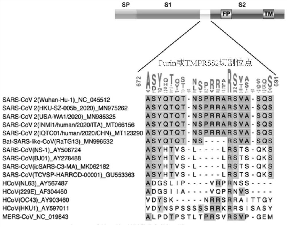 Novel coronavirus specific antigen peptide and application thereof