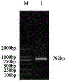 Latcripin-9 gene segment of shiitake mushroom C91-3 strain, coding protein, preparation method and application