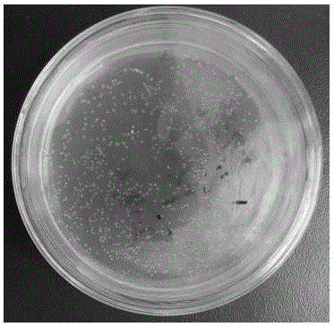 Latcripin-9 gene segment of shiitake mushroom C91-3 strain, coding protein, preparation method and application