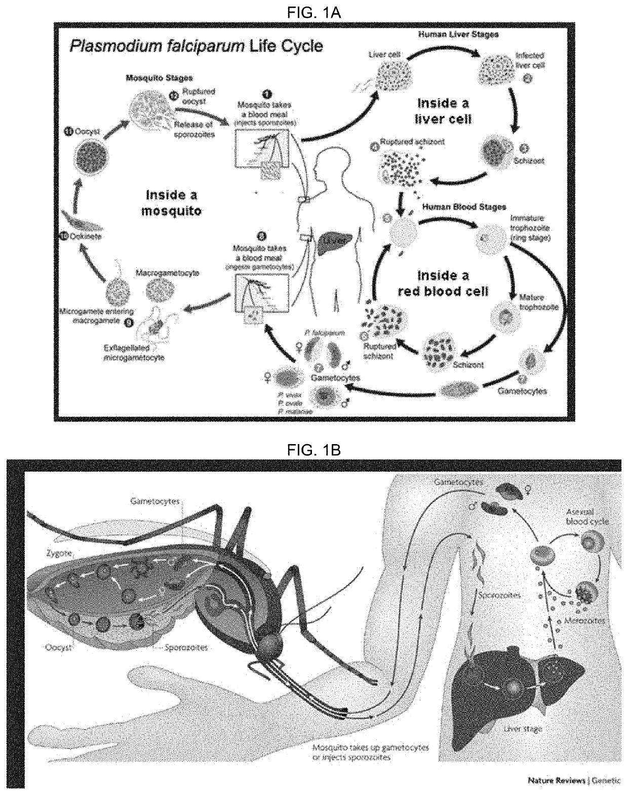 Methods and compound for the treatment of malaria