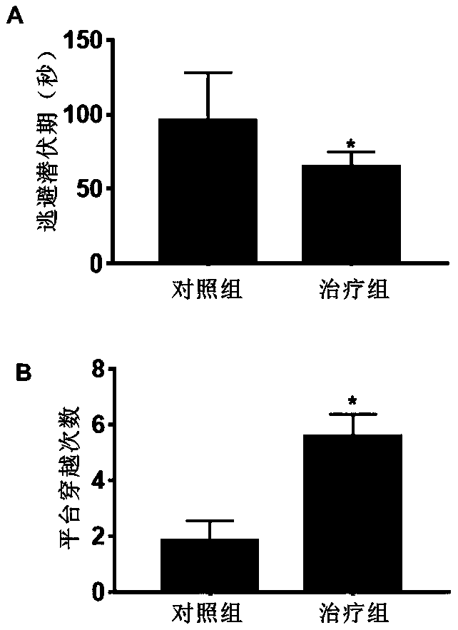 Application of glutamate transporter-1 gene transfected glial cells in aspect of treating traumatic brain injury