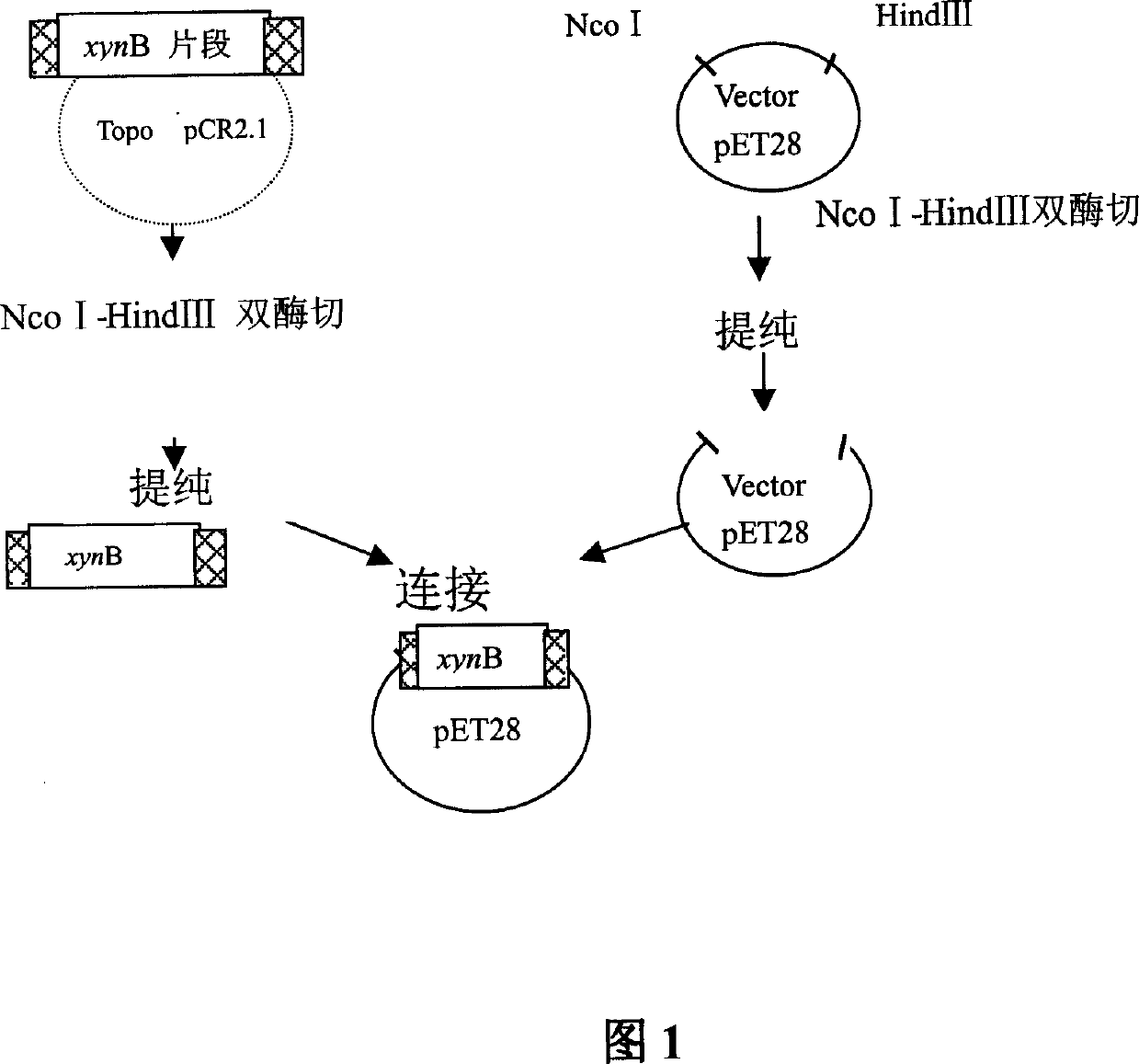 Heat-resisting xylanase and gene coding the xylanase