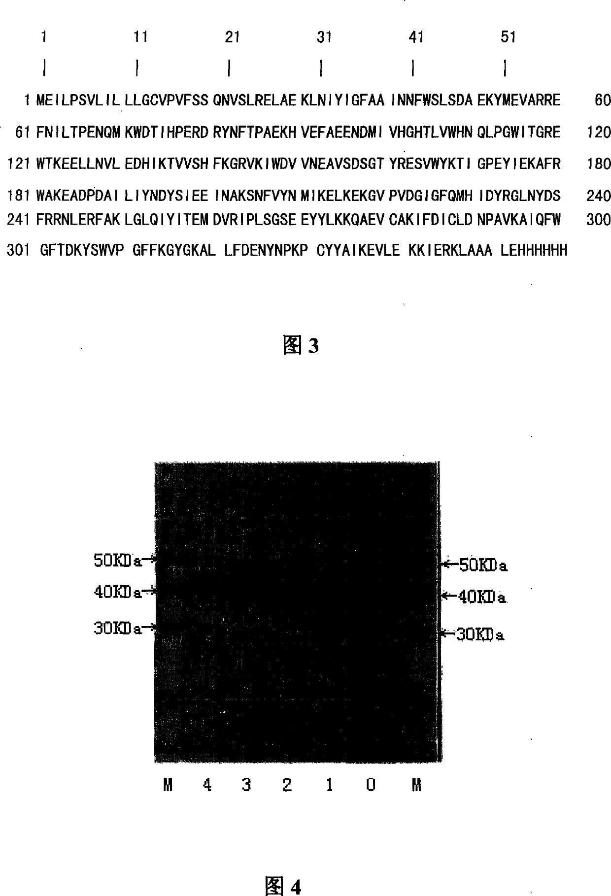 Heat-resisting xylanase and gene coding the xylanase