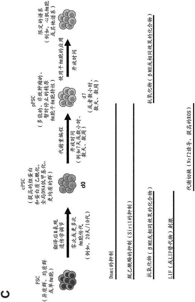 Reprogramming of pluripotent stem cells for improved control of their differentiation pathways