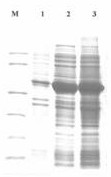 A kind of recombinant nuclease and preparation method thereof