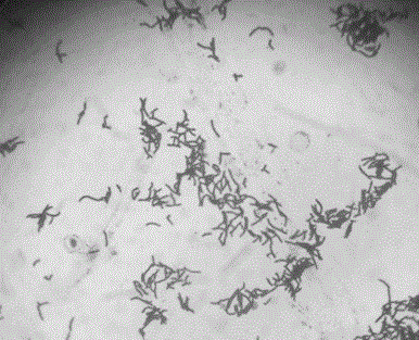 Rhodococcus ruber YMHL-1 capable of degrading nicosulfuron and applications thereof