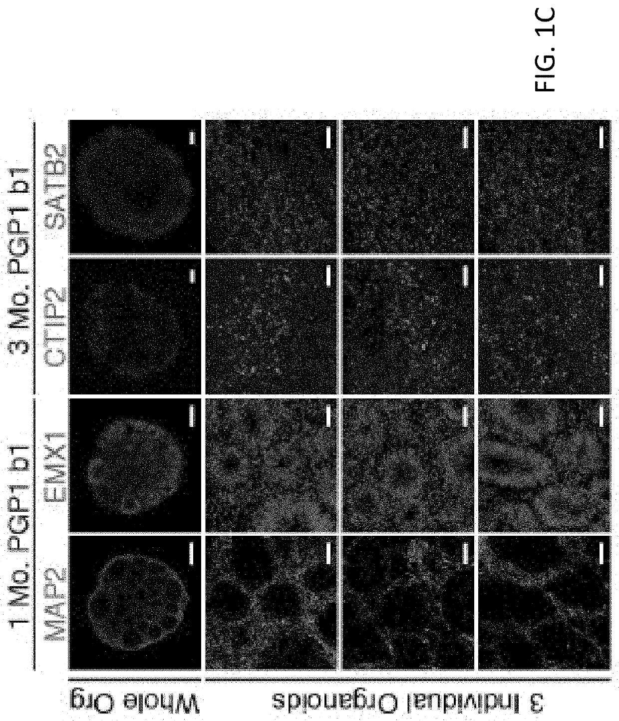 Reproducible brain organoids and methods of making