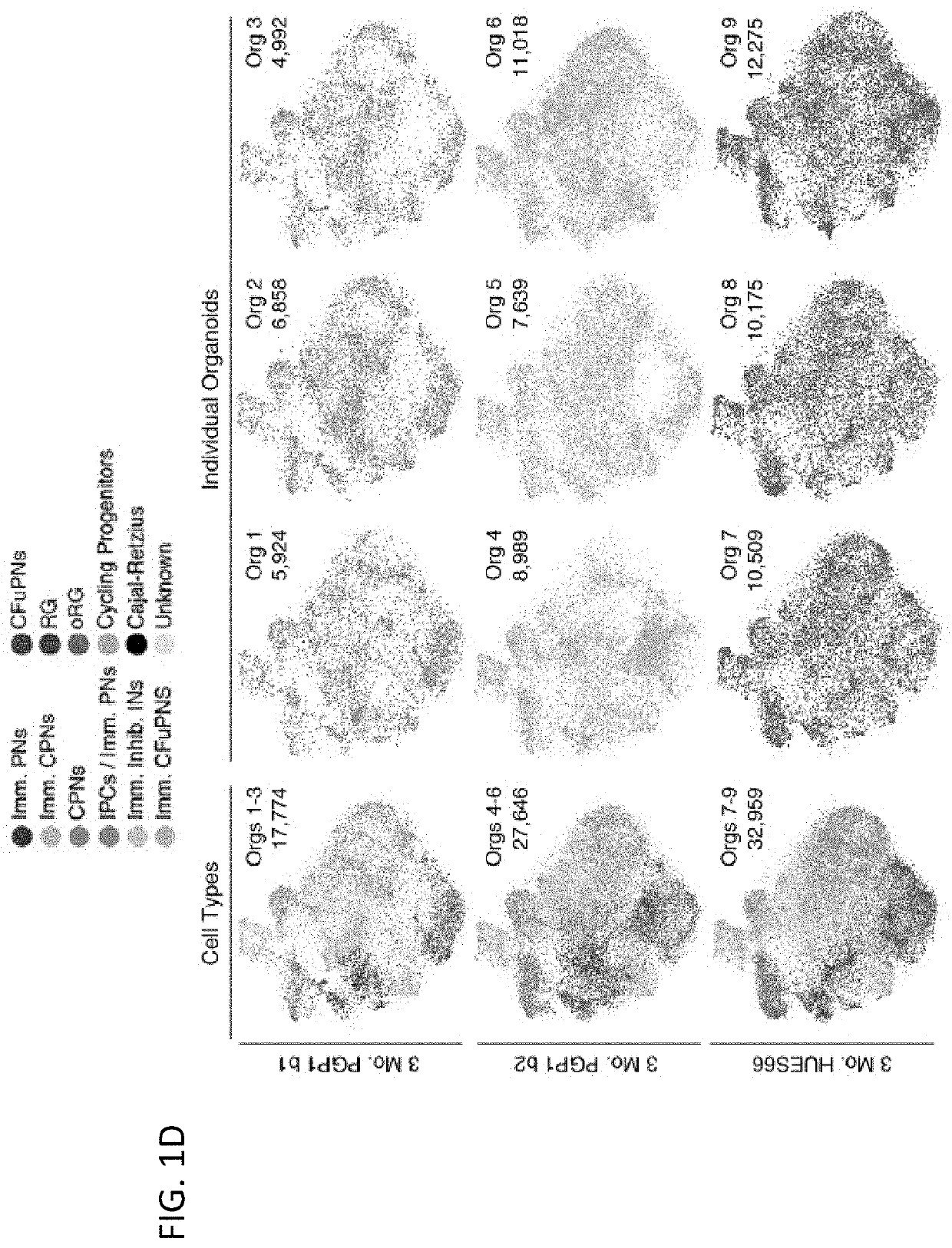 Reproducible brain organoids and methods of making