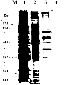 Taenia multiceps enolase TmENO recombinant protein with immunizing protection