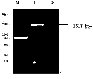 Taenia multiceps enolase TmENO recombinant protein with immunizing protection