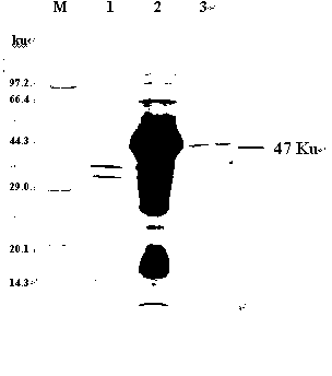 Taenia multiceps enolase TmENO recombinant protein with immunizing protection