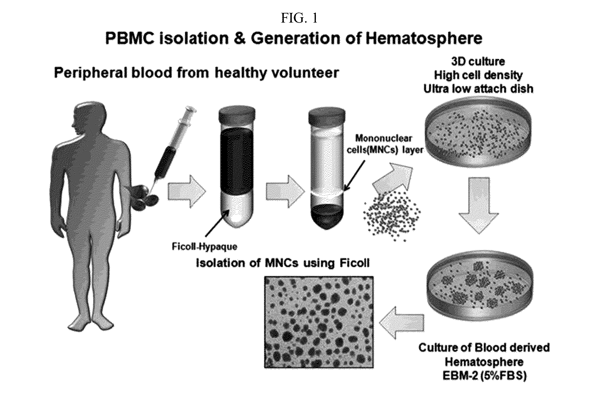 Pharmaceutical Composition Comprising Human-Blood-Derived-Cell Mass