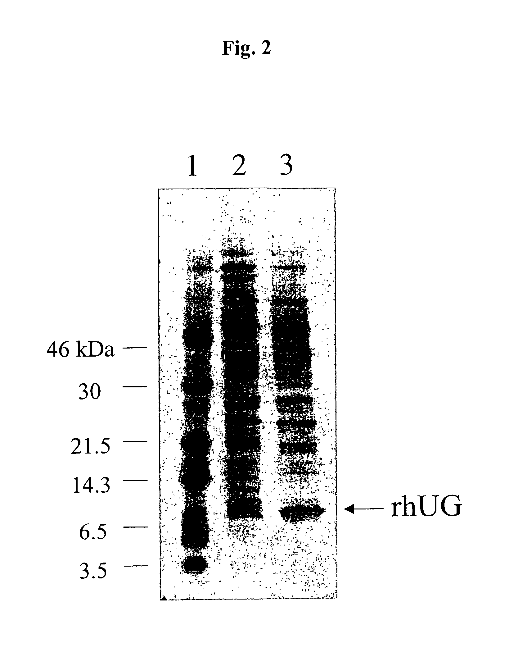 Methods for the production of purified recombinant human uteroglobin for the treatment of inflammatory and fibrotic conditions