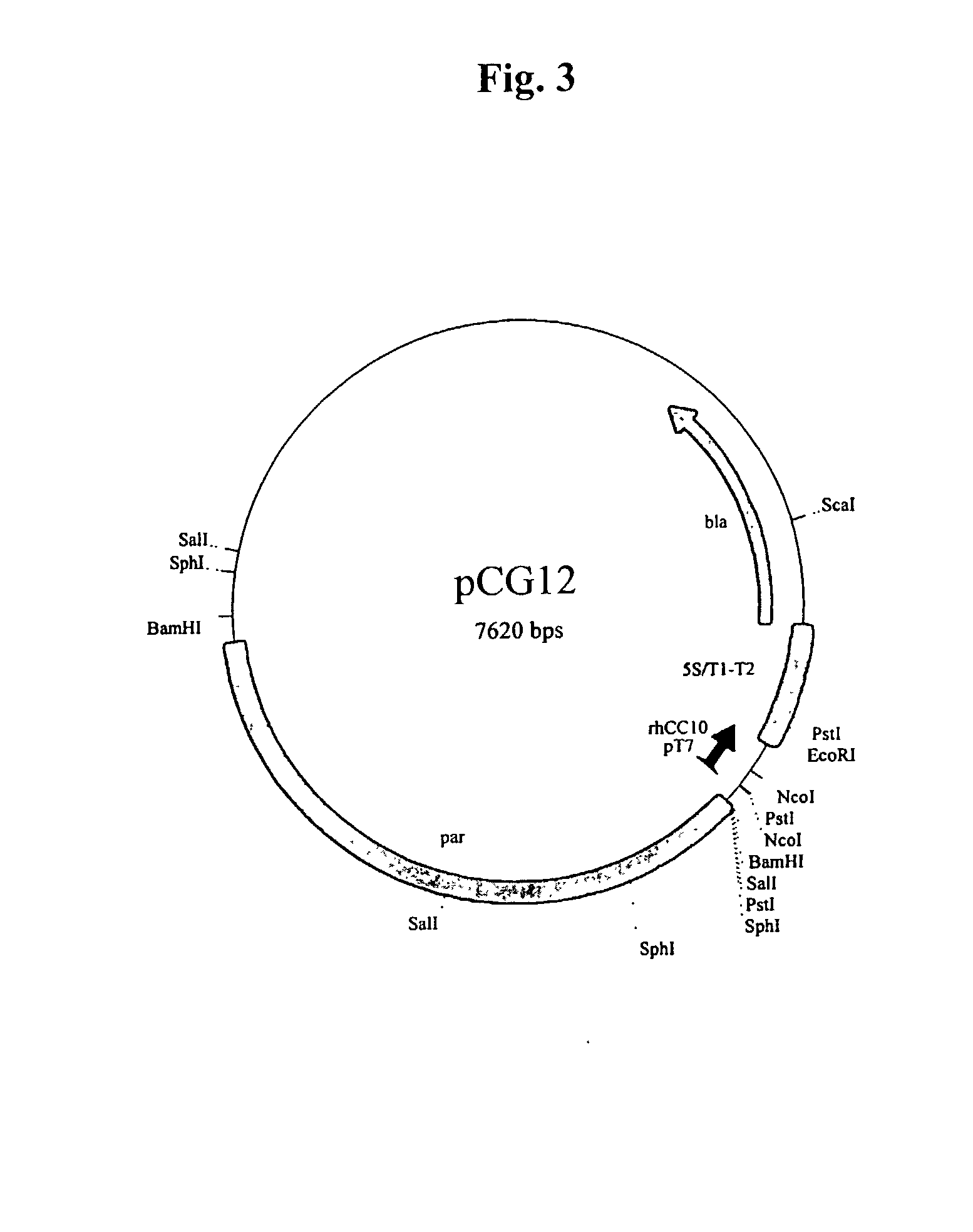 Methods for the production of purified recombinant human uteroglobin for the treatment of inflammatory and fibrotic conditions