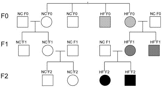 Method for building mouse model with multiple-generation obesity and fatty liver pathologic change