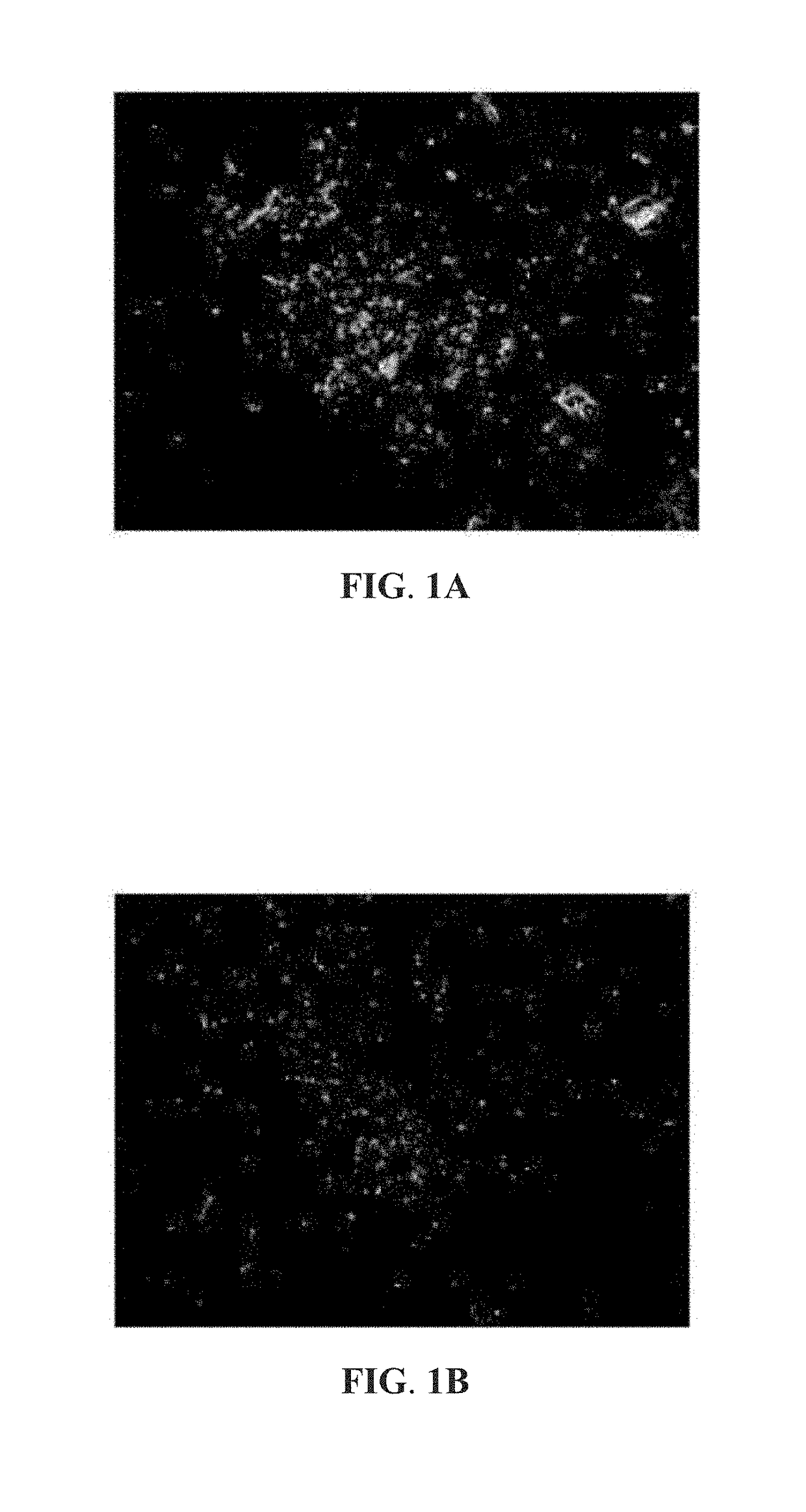 Vaccine combination against multiple dengue virus serotypes and preparation and application thereof