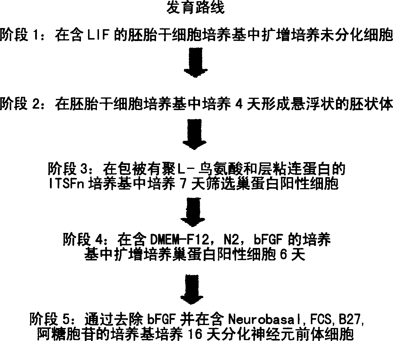 In vitro generation of gabaergic neurons from embryonic stem cells and their use in the treatment of neurological disorders