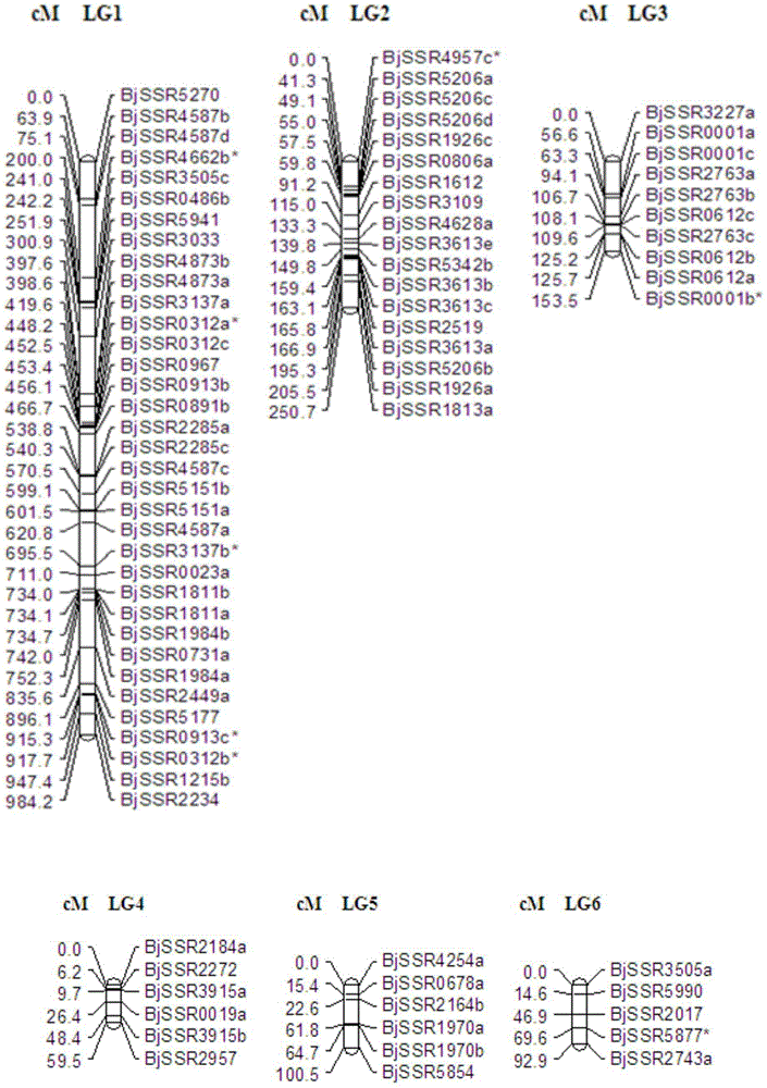 Primer group for construction of mustard SSR genetic map and construction method of genetic map