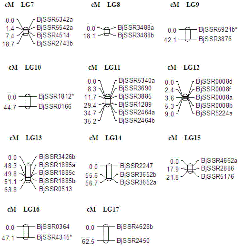 Primer group for construction of mustard SSR genetic map and construction method of genetic map