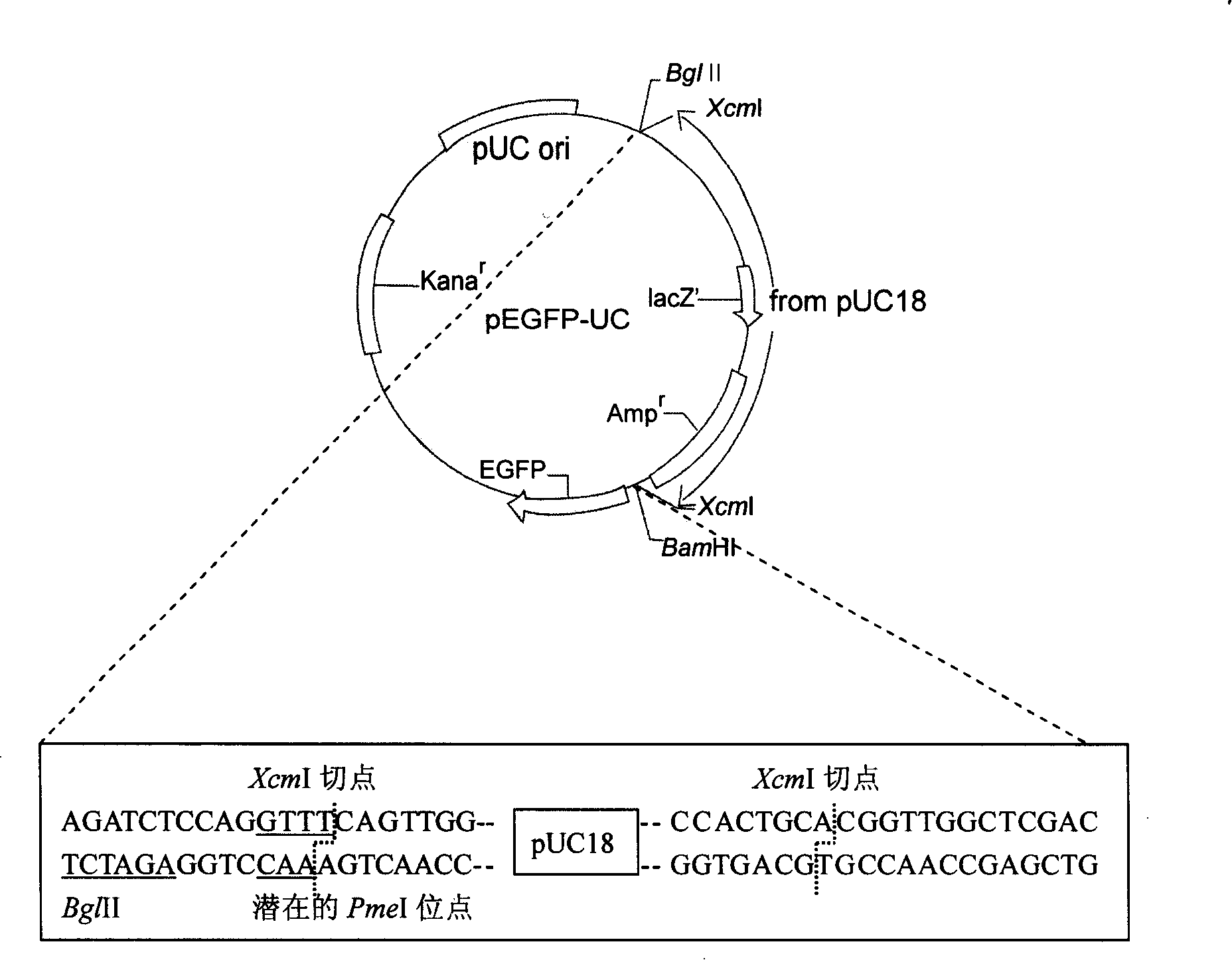 T-carrier capable of directionally cloning promoter and studying its activity as well as constructing method thereof