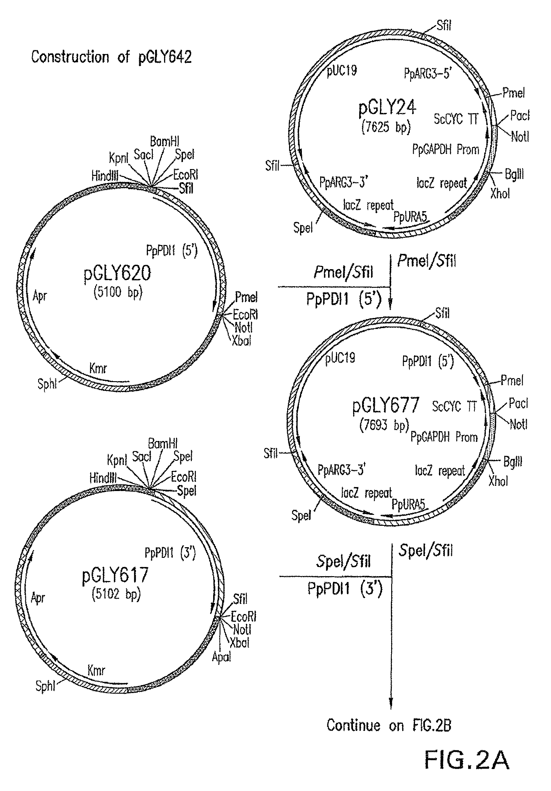 Vectors and yeast strains for protein production: Ca2+ ATPase overexpression