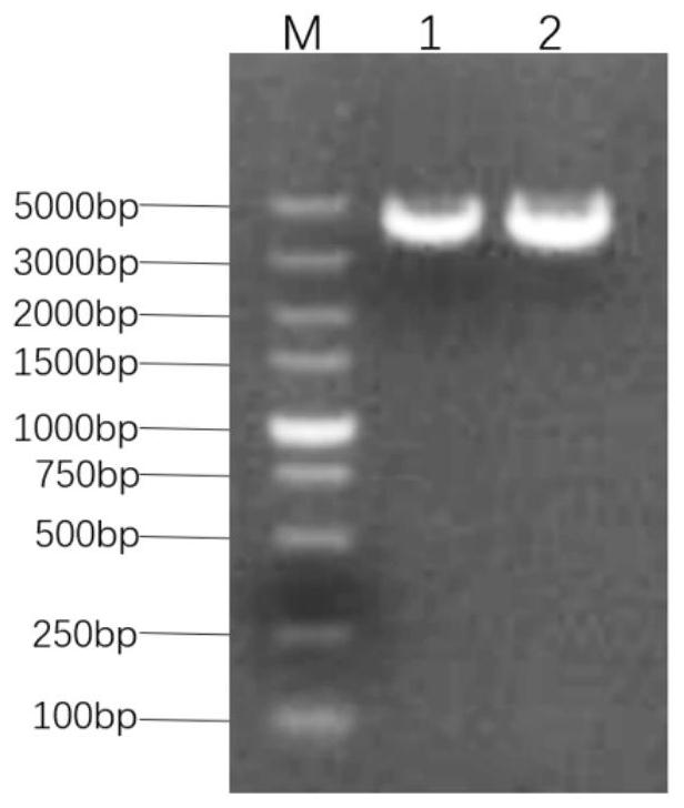 Gene VII type newcastle disease marker vaccine strain as well as preparation method and application thereof