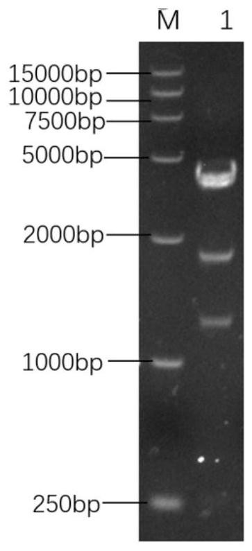 Gene VII type newcastle disease marker vaccine strain as well as preparation method and application thereof