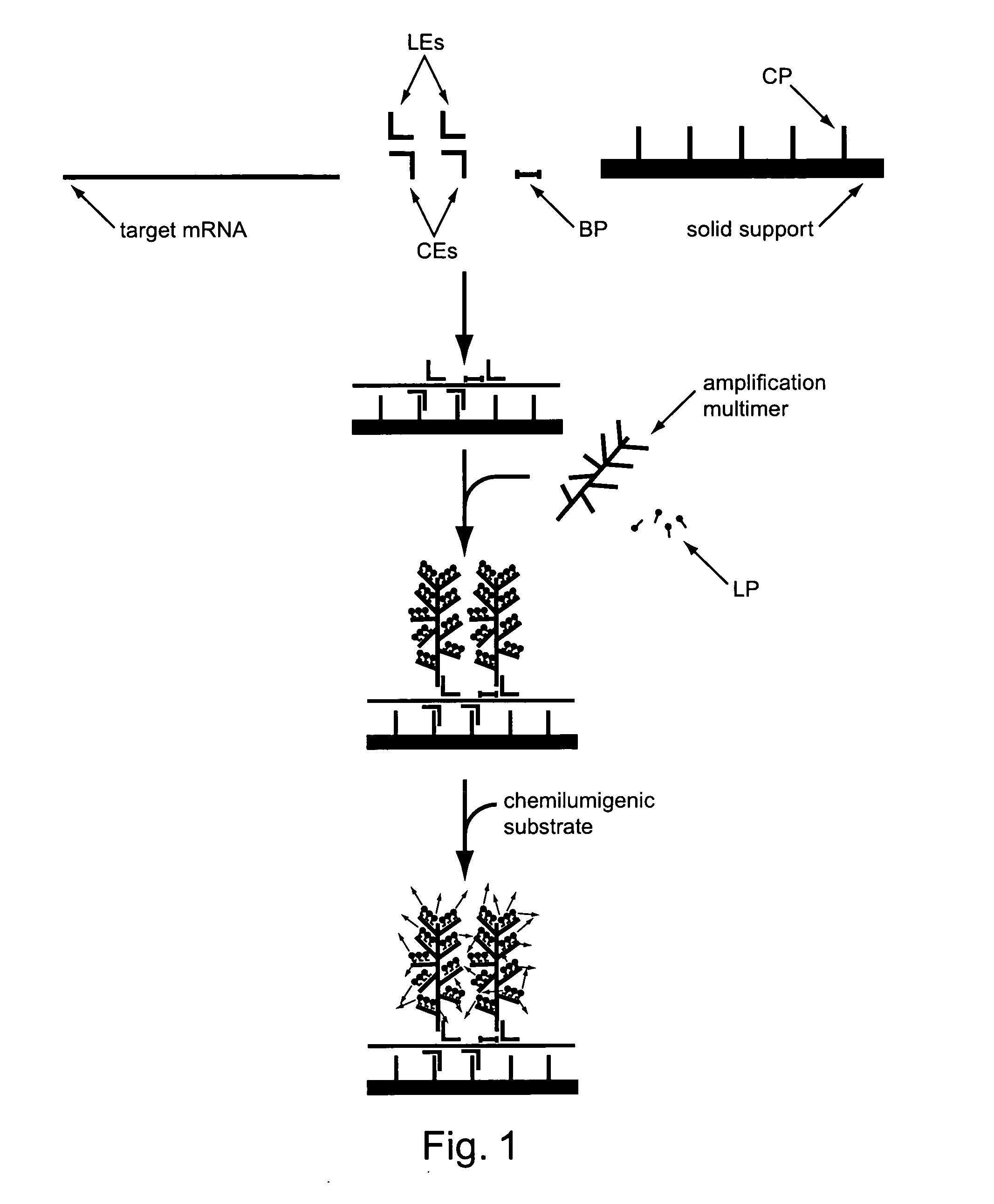 Multiplex detection of nucleic acids