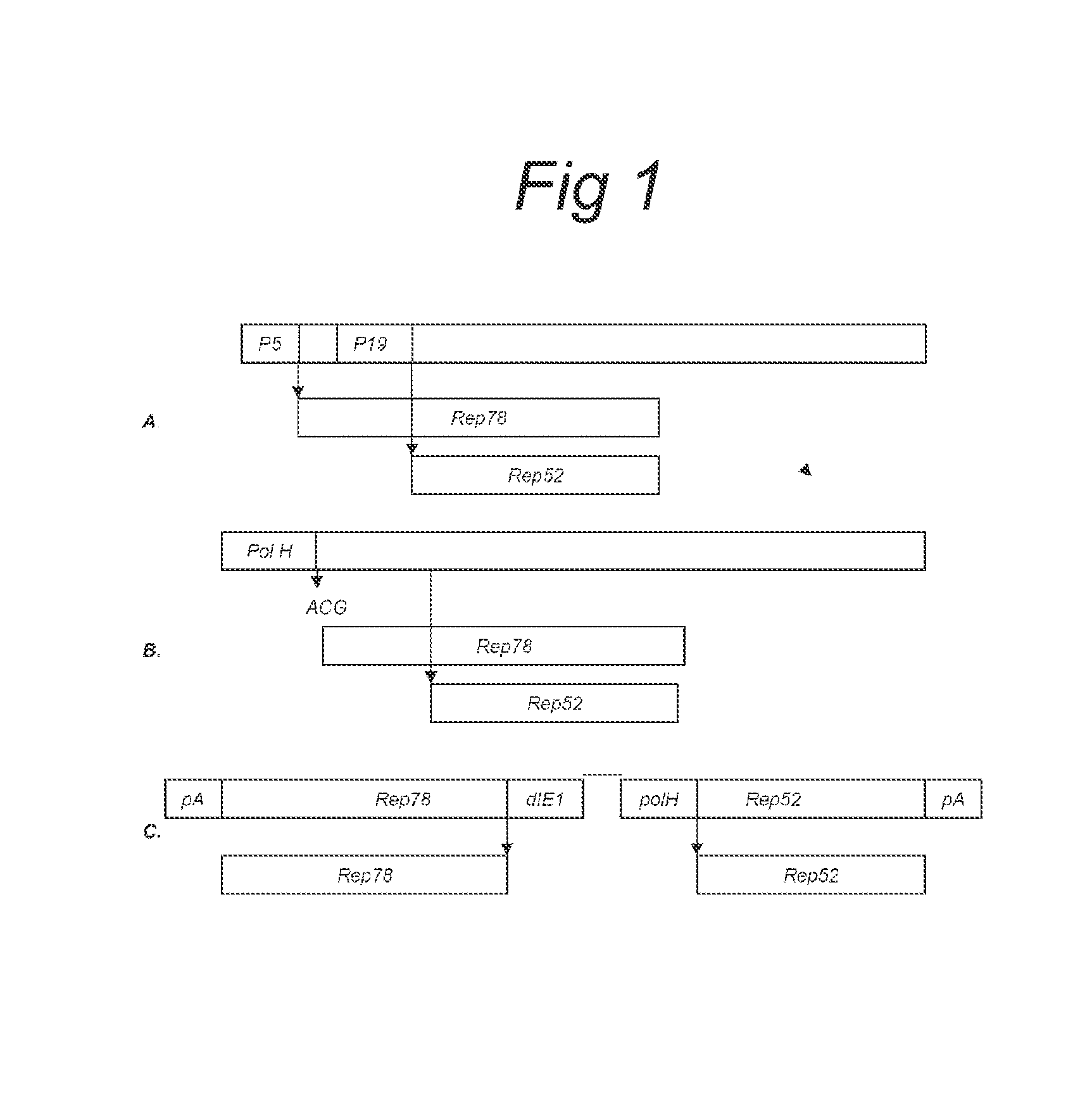 Vectors with modified initiation codon for the translation of aav-rep78 useful for production of aav