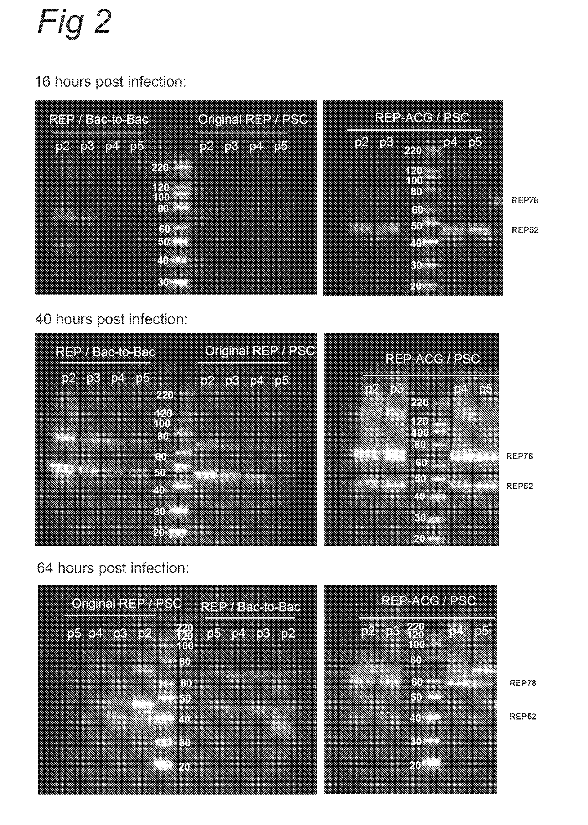 Vectors with modified initiation codon for the translation of aav-rep78 useful for production of aav