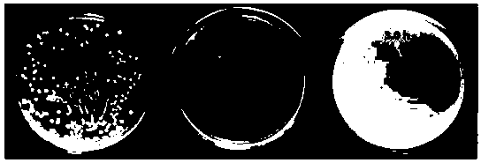 A kind of 2-aminobenzimidazole bactericidal microsphere and its synthesis method and application