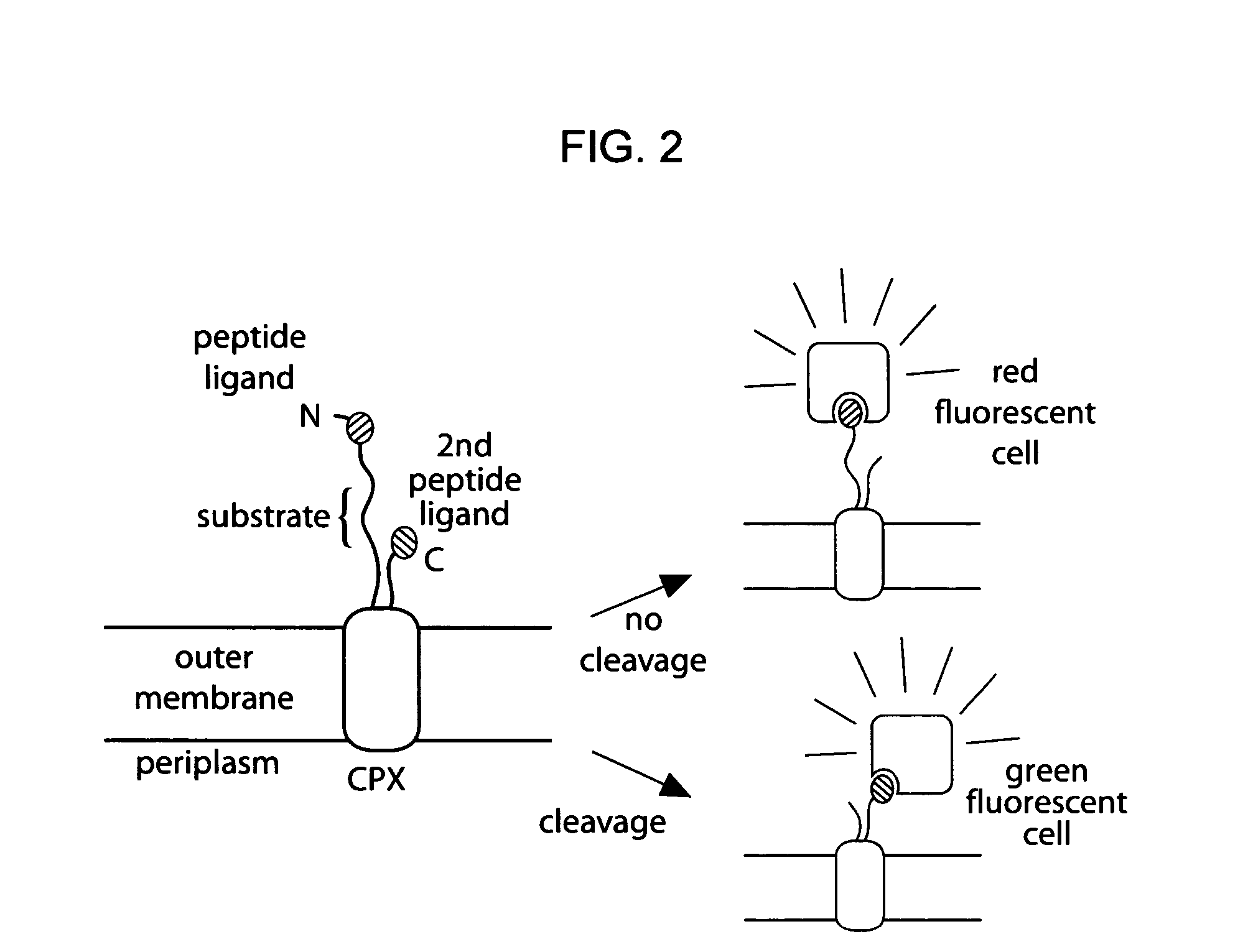 Cellular libraries of peptide sequences (CLiPS) and methods of using the same