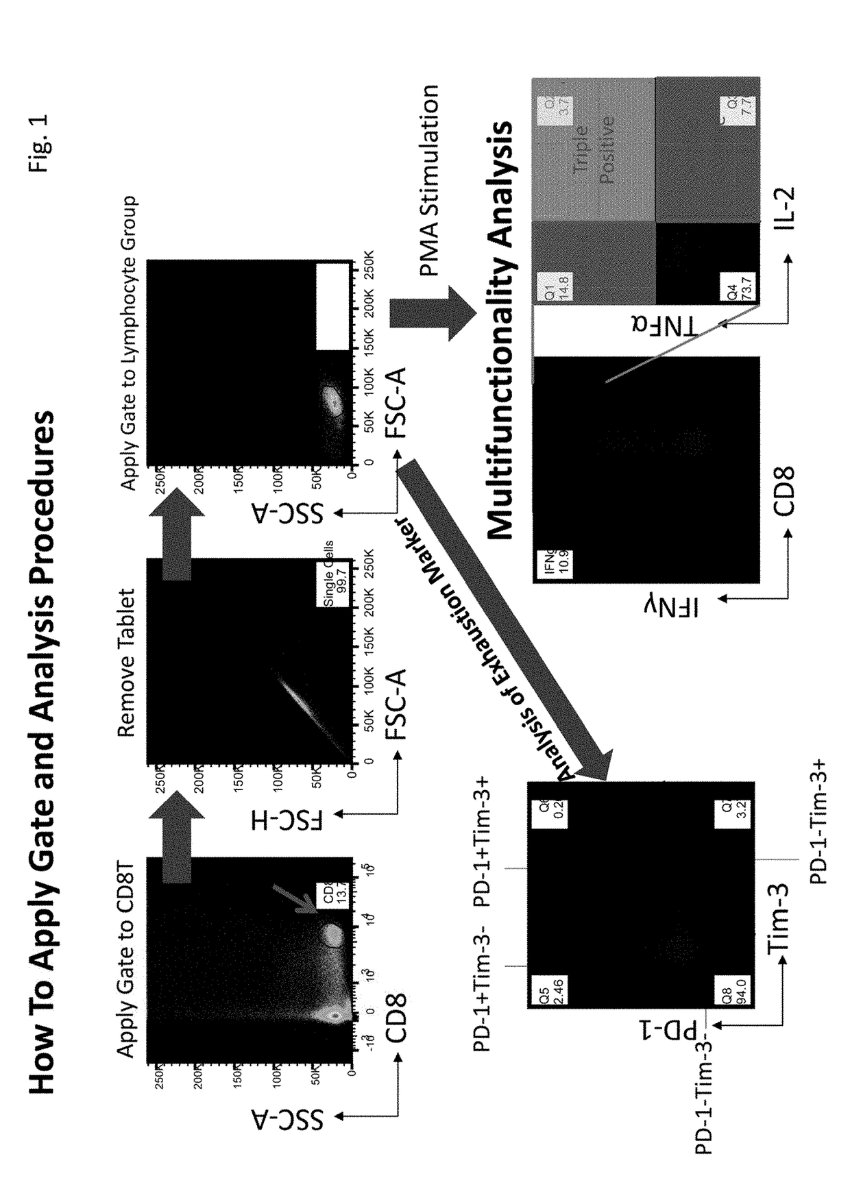 Method for enhancing immune cell function and method for assessing immune cell multifunctionality