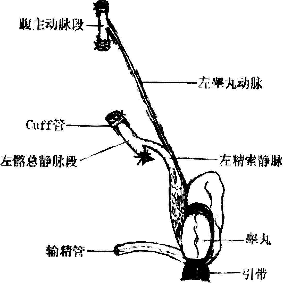 Method for creating model of transplanting testis of rat