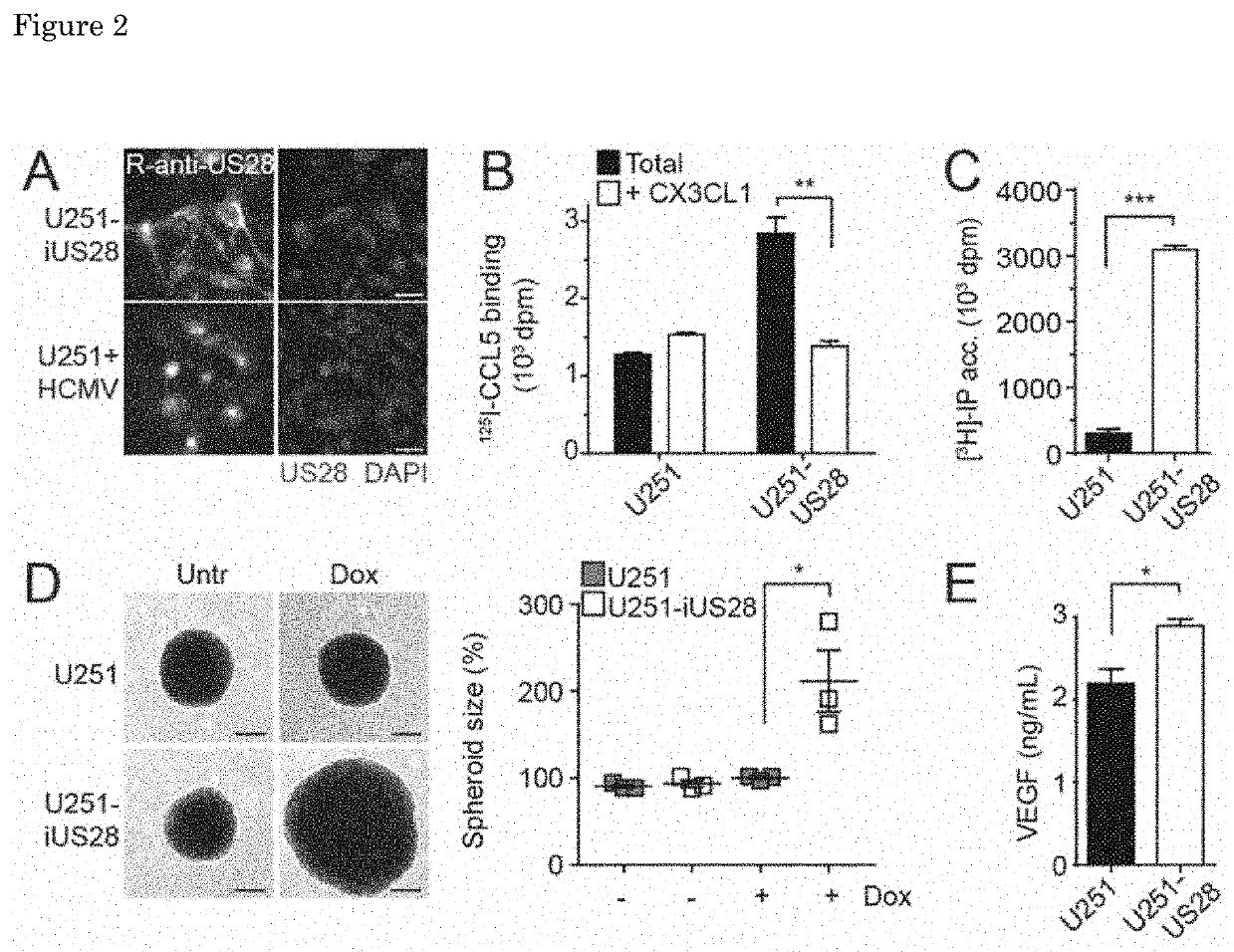 Inverse Agonistic Anti-US28 Antibodies