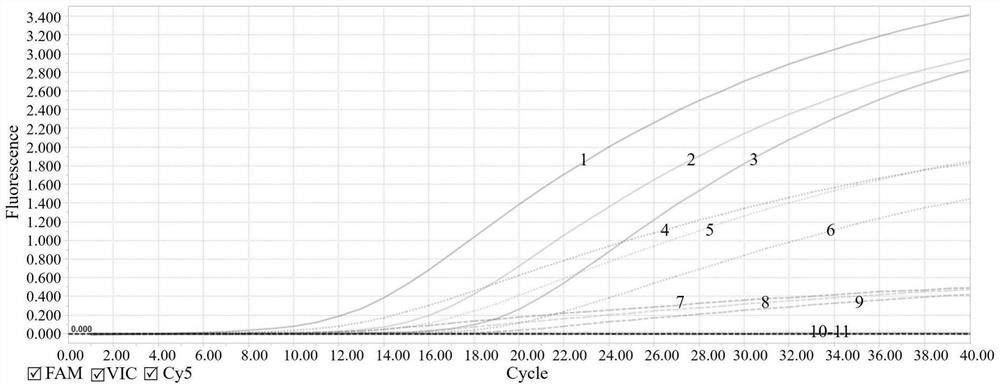 Multiple real-time fluorescent quantitative PCR (polymerase chain reaction) primer, probe and kit for simultaneously detecting three types of echinococcus