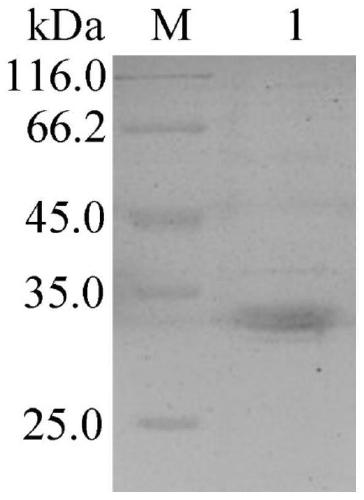 Esterases and coding gene and application thereof