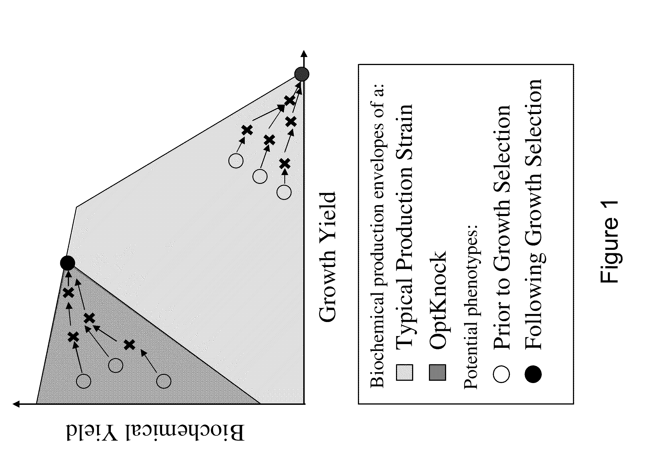 Microorganisms and methods for the biosynthesis of fumarate, malate, and acrylate