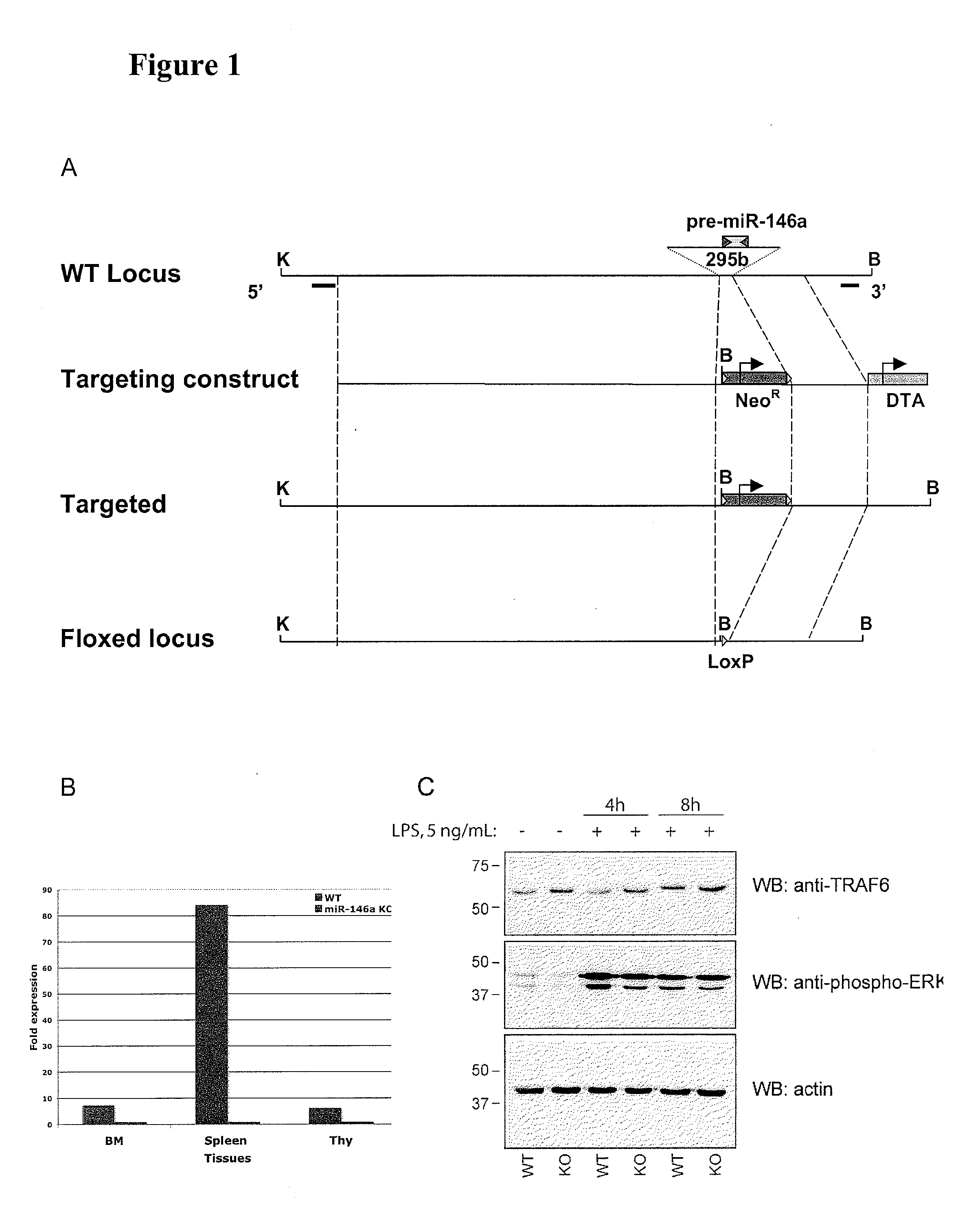 Modulating immune system development and function through microrna mir-146