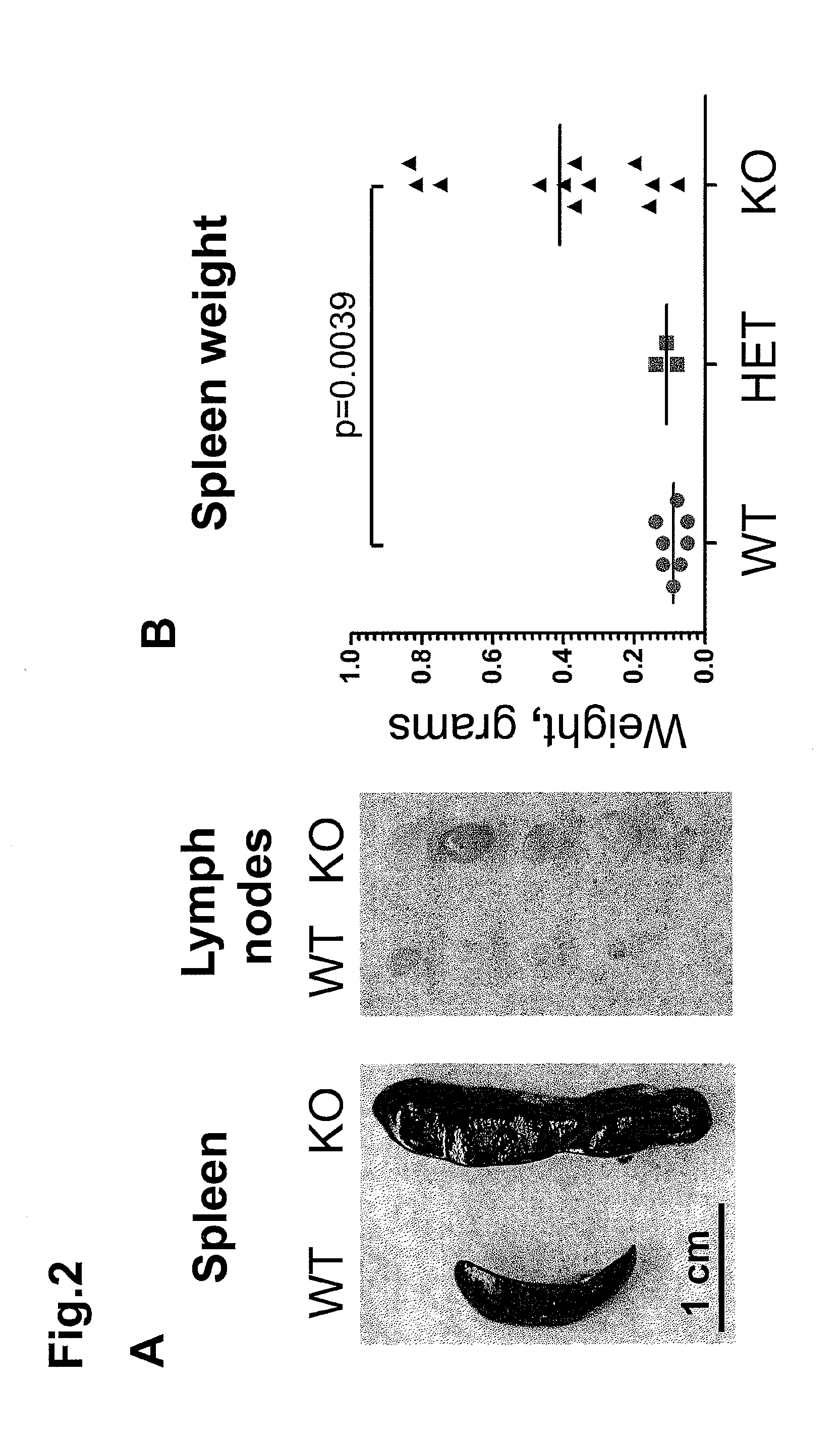 Modulating immune system development and function through microrna mir-146