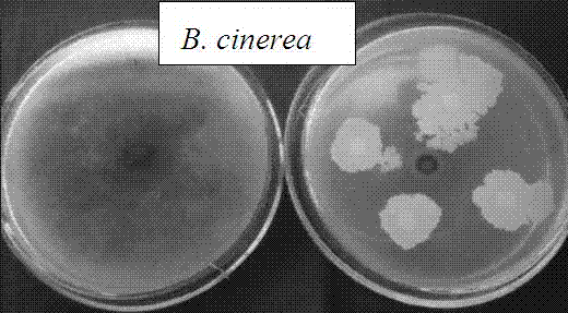 Bacillus subtilis BBD012 and application to prevent and treat tomato disease