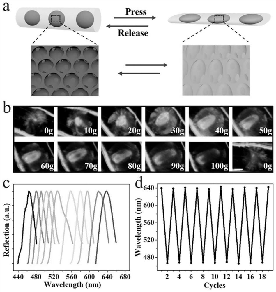 Discrete structure color microsphere implanted fiber inspired by jellyfish whisker as well as preparation method and application of discrete structure color microsphere implanted fiber