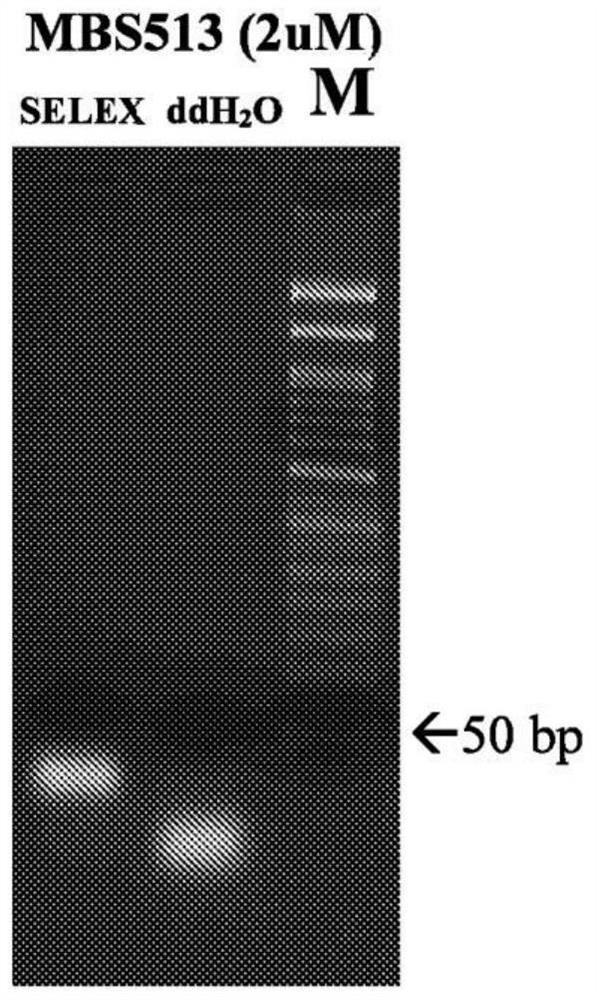 Dimeric cpg oligonucleotides for use in modulating immune responses