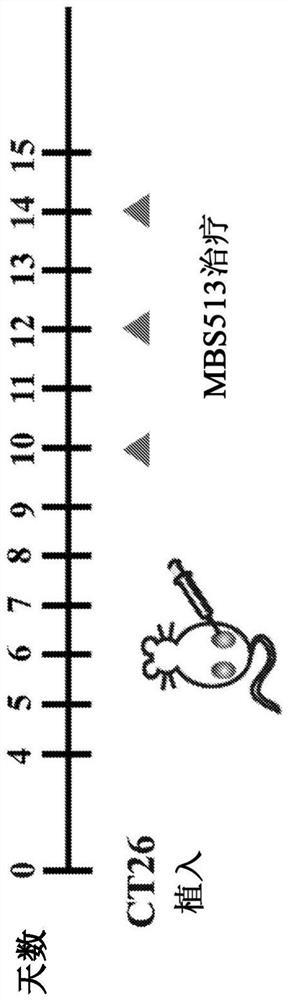 Dimeric cpg oligonucleotides for use in modulating immune responses